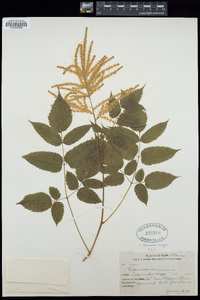 Aruncus vulgaris image