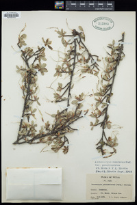 Cercocarpus paucidentatus image
