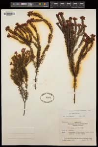 Erica umbellata image