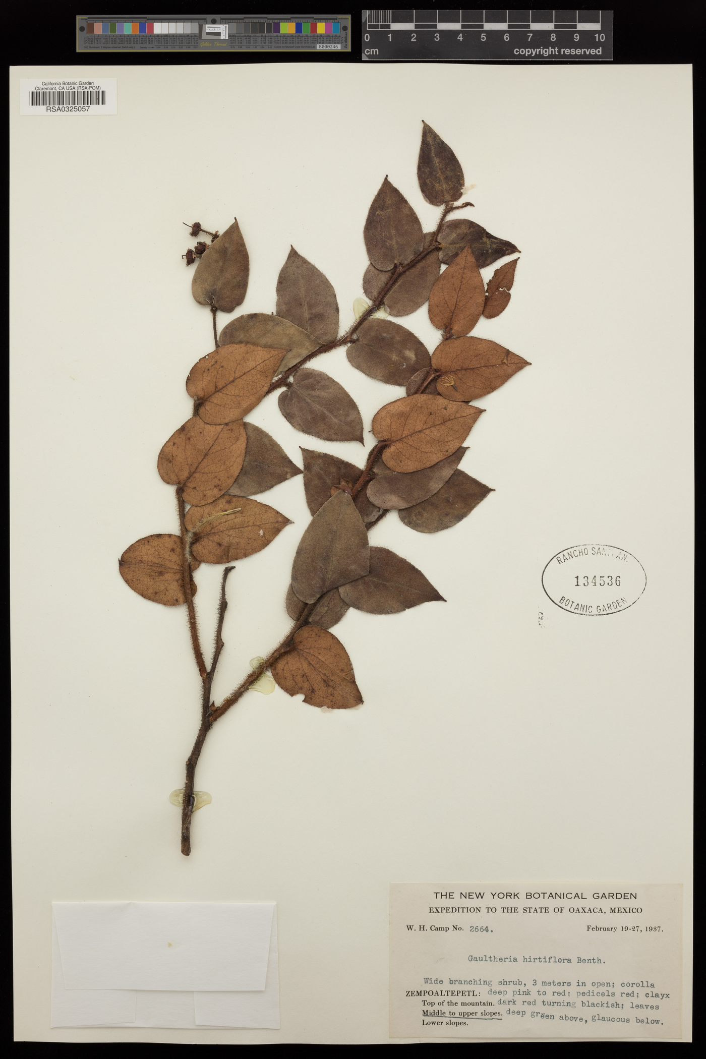Gaultheria hirtiflora image