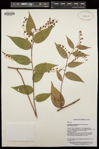 Gaultheria leucocarpa var. yunnanensis image