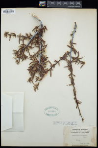Cercocarpus ledifolius var. intercedens image