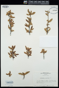 Cercocarpus ledifolius image