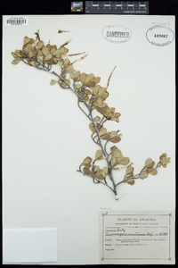 Cercocarpus montanus image