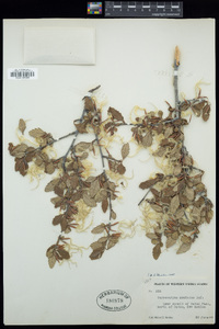 Cercocarpus betuloides image