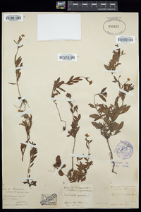 Oenothera pumila image