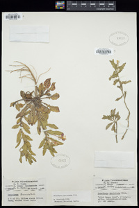 Oenothera laciniata image