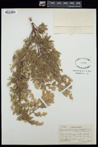 Chamaebatiaria millefolium image