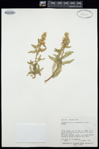 Chamaebatiaria millefolium image