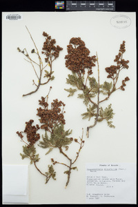 Chamaebatiaria millefolium image