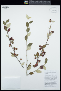 Cotoneaster sternianus image