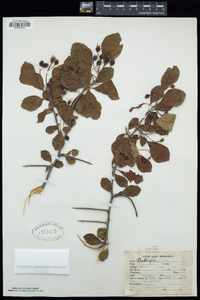 Crataegus punctata image