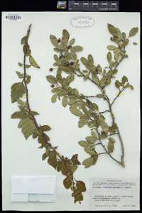 Crataegus brachyacantha image