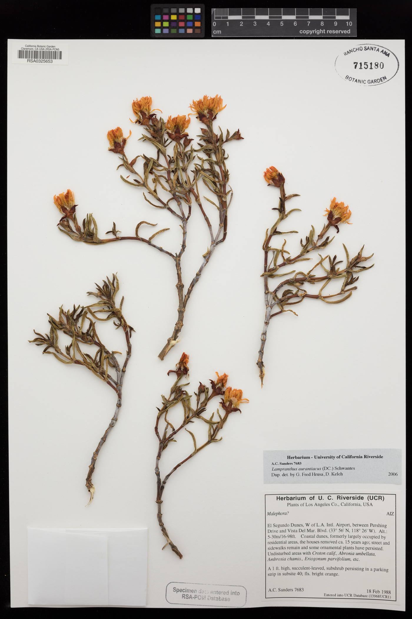 Lampranthus aurantiacus image