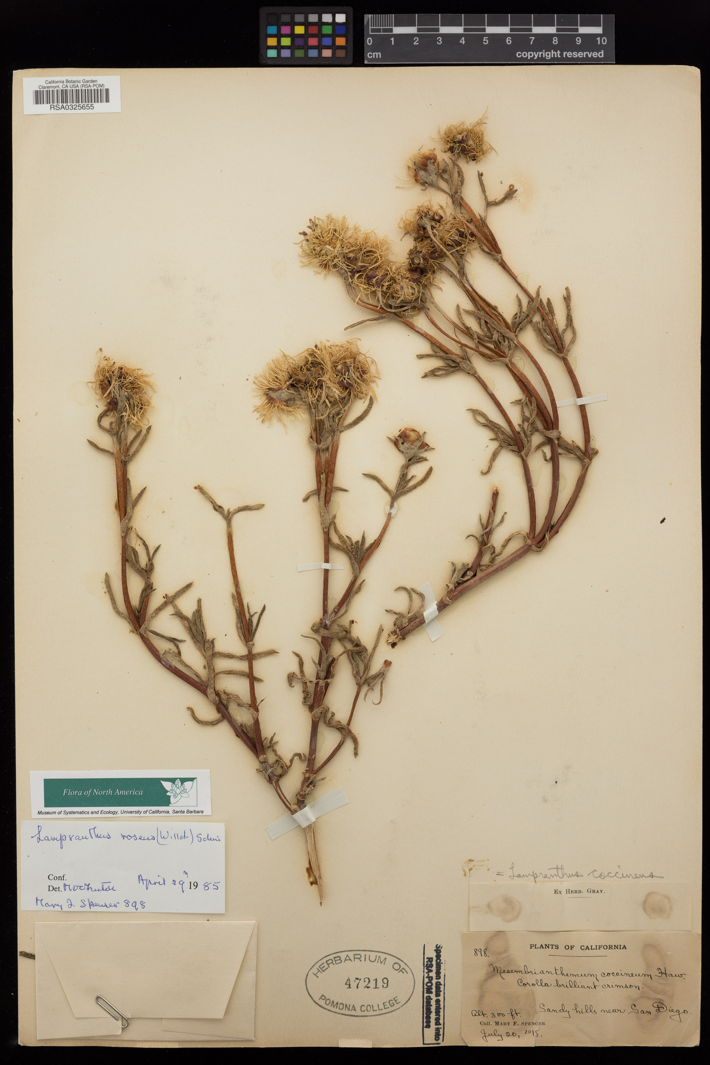 Lampranthus roseus image
