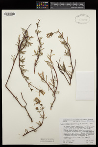 Lampranthus tenuifolius image