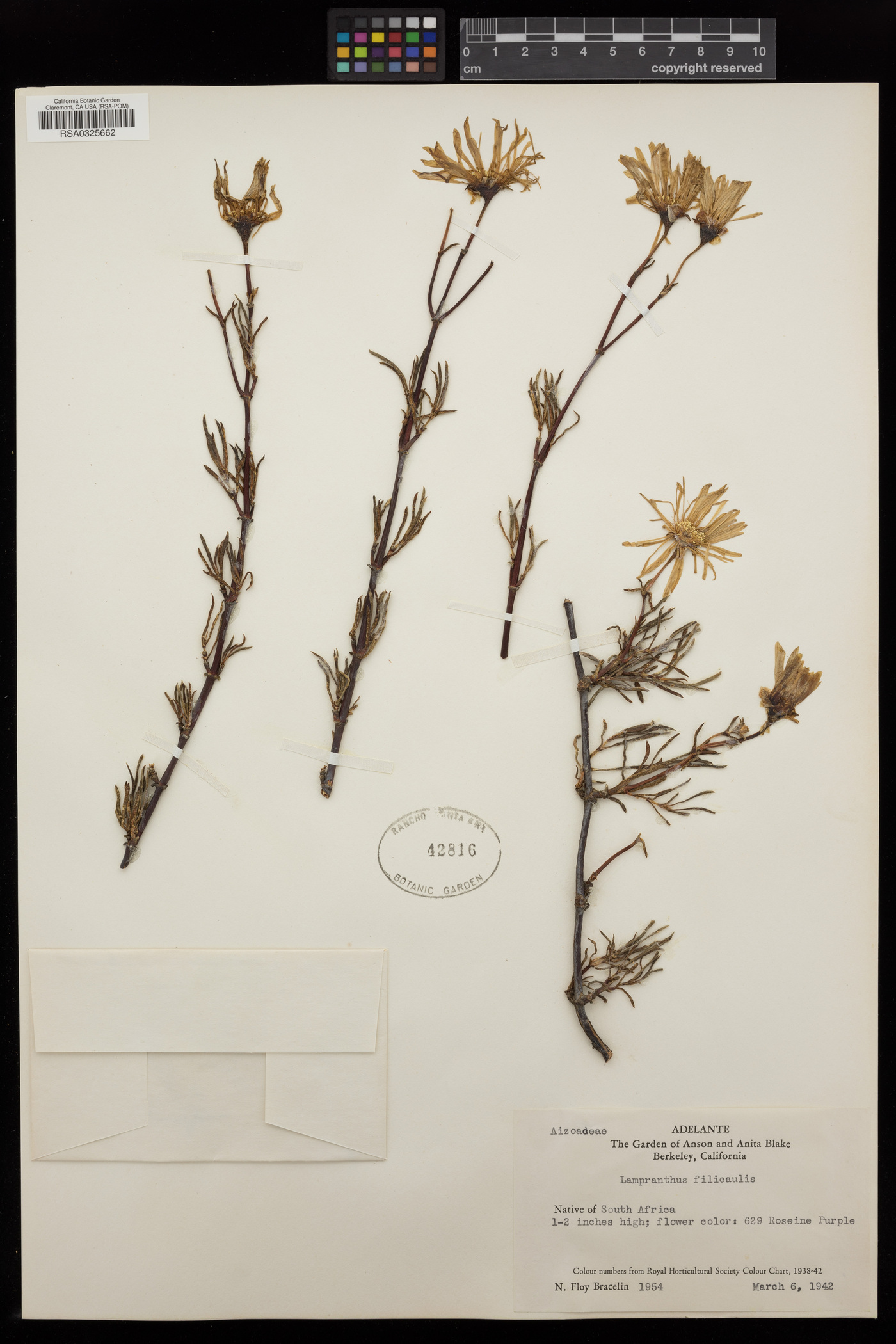 Lampranthus filicaulis image