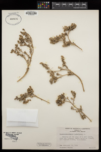 Mesembryanthemum nodiflorum image