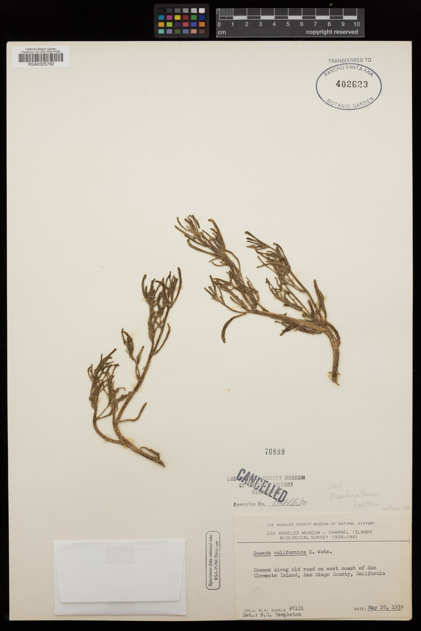 Mesembryanthemum nodiflorum image