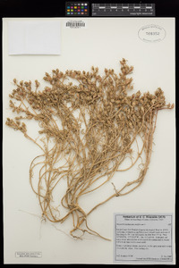 Mesembryanthemum nodiflorum image