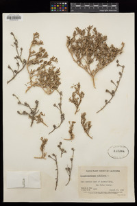 Mesembryanthemum nodiflorum image