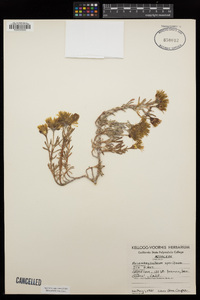 Drosanthemum speciosum image