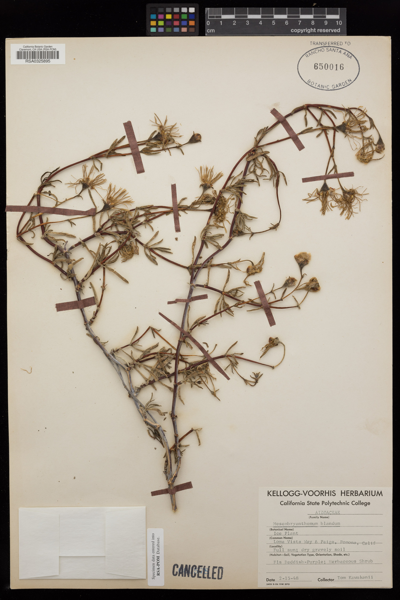 Lampranthus blandus image