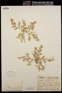 Sesuvium verrucosum image