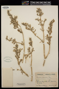 Sesuvium verrucosum image