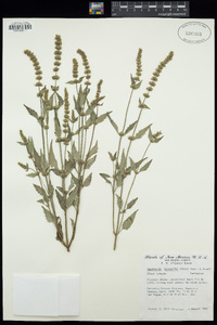 Agastache micrantha image