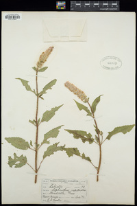 Agastache nepetoides image