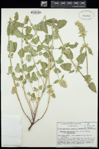 Agastache pallidiflora var. pallidiflora image