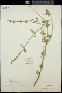 Agastache pallidiflora image