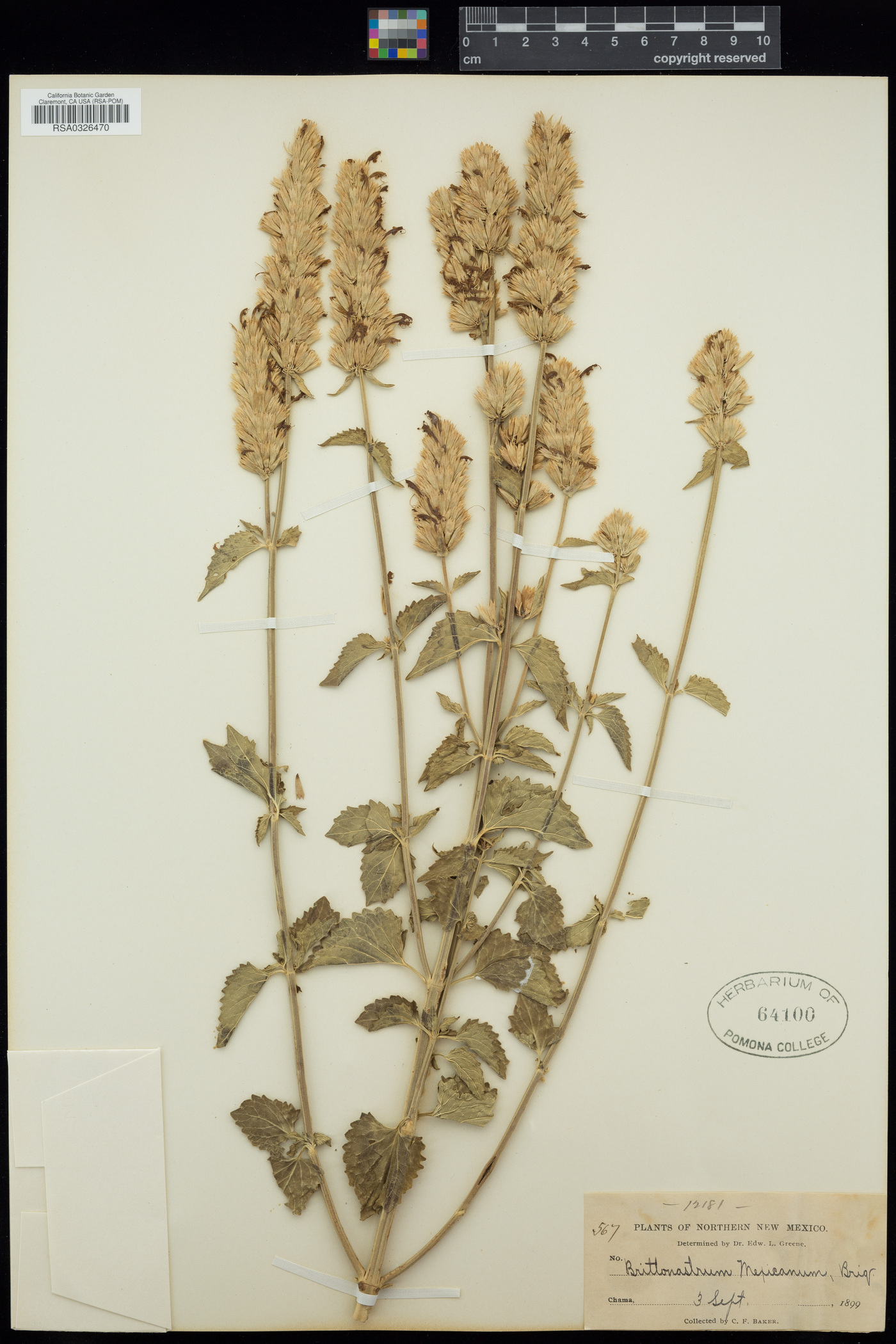 Agastache pallidiflora subsp. neomexicana image
