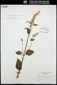 Agastache scrophulariifolia image