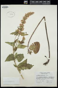 Agastache urticifolia image