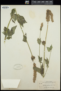 Agastache urticifolia image