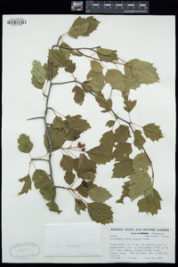 Crataegus chrysocarpa image