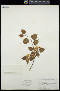 Crataegus coccinea image