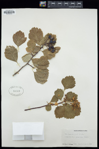 Crataegus douglasii image