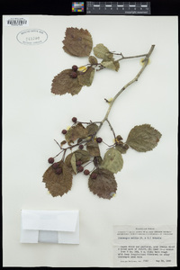 Crataegus mollis image