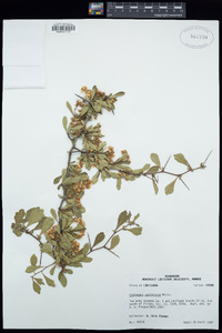 Crataegus spathulata image