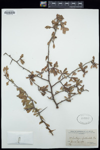 Crataegus spathulata image