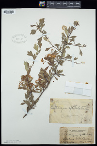 Crataegus spathulata image