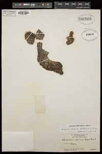 Echinocereus sciurus image