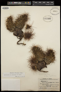 Echinocereus cinerascens image