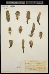 Echinocereus blanckii image