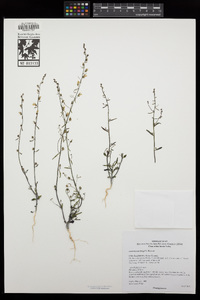 Antirrhinum kingii image