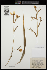 Calochortus albus image