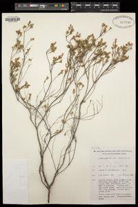 Styphelia crassifolia image